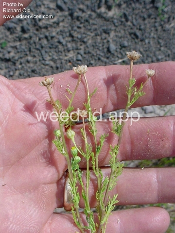 pineapple-weed